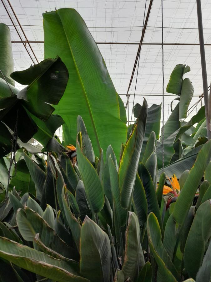 Tenerife Homestay San Miguel de Abona Kültér fotó